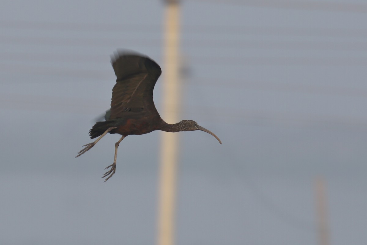 Glossy Ibis - RK Balaji