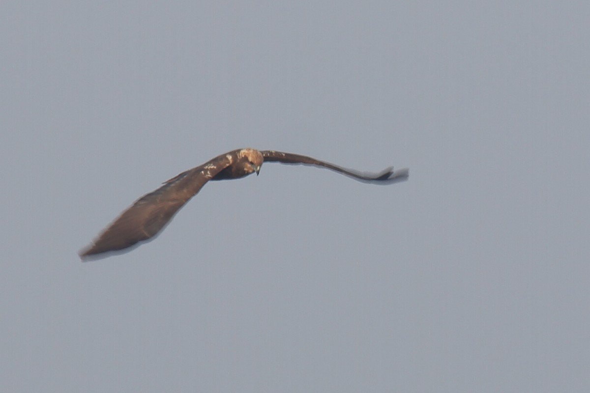 Western Marsh Harrier - ML297619111