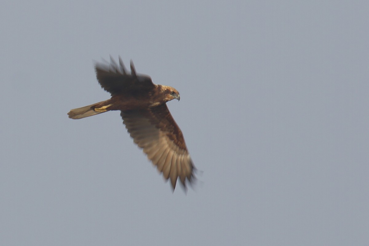 Western Marsh Harrier - ML297619121