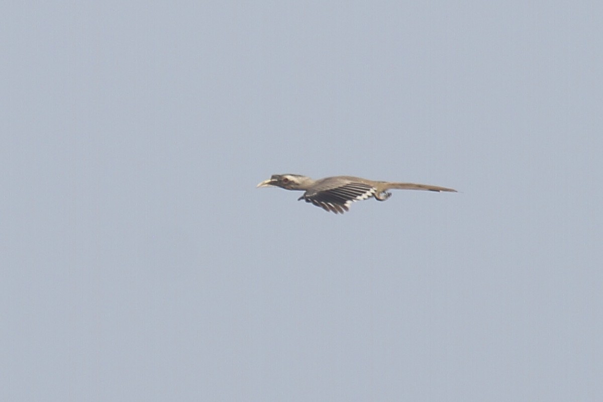 Indian Gray Hornbill - ML297619231