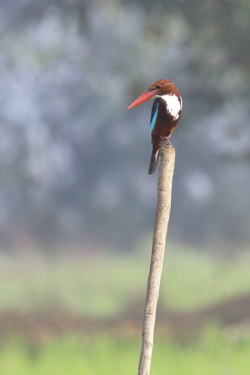 White-throated Kingfisher - ML297619241