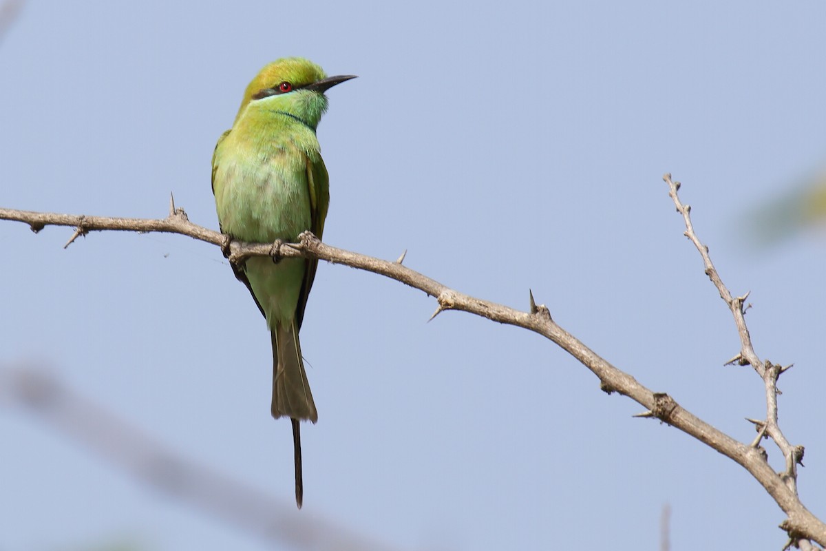 Asian Green Bee-eater - ML297619281