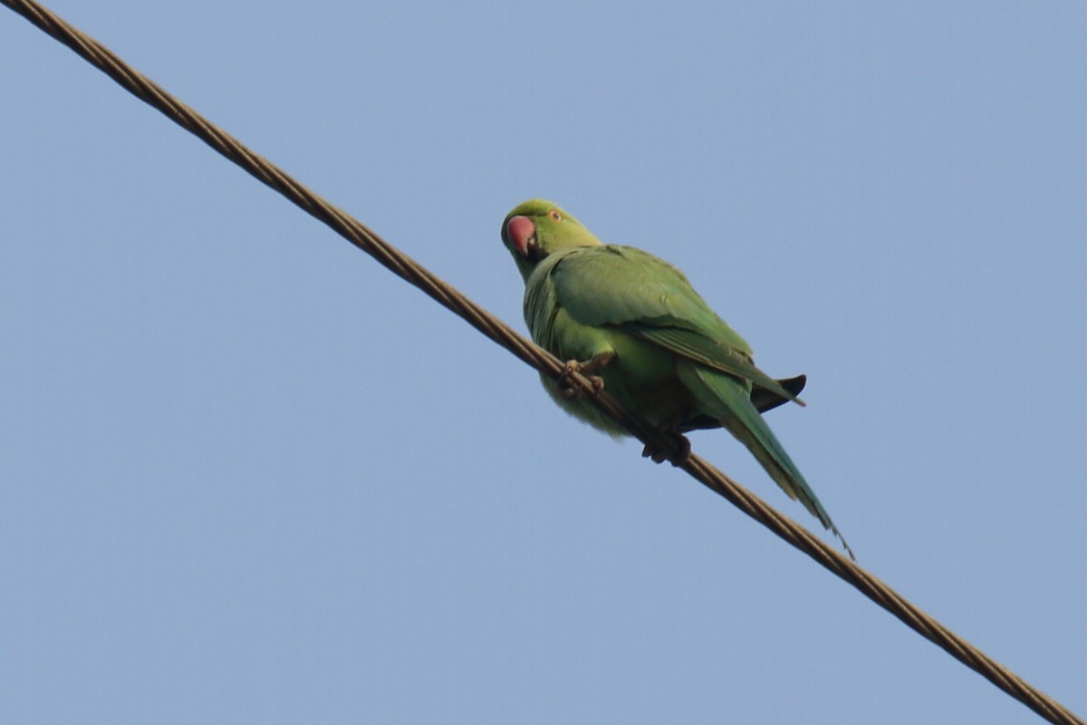 Rose-ringed Parakeet - ML297619291