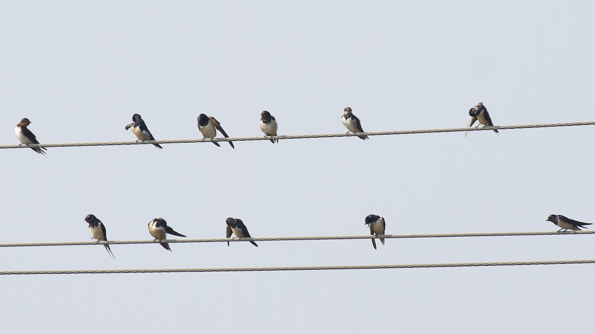 Barn Swallow - ML297619381