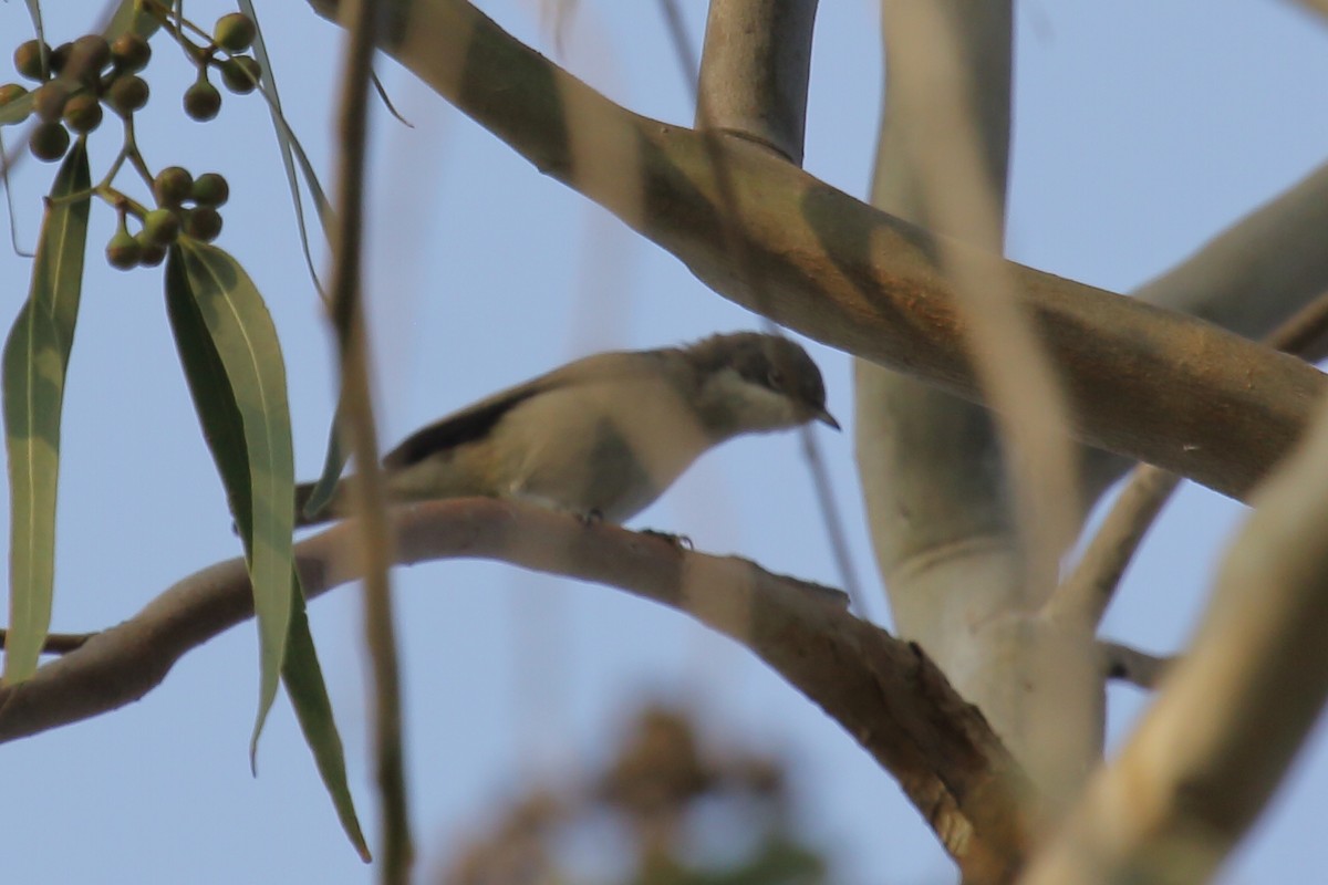 Lesser Whitethroat - ML297619441