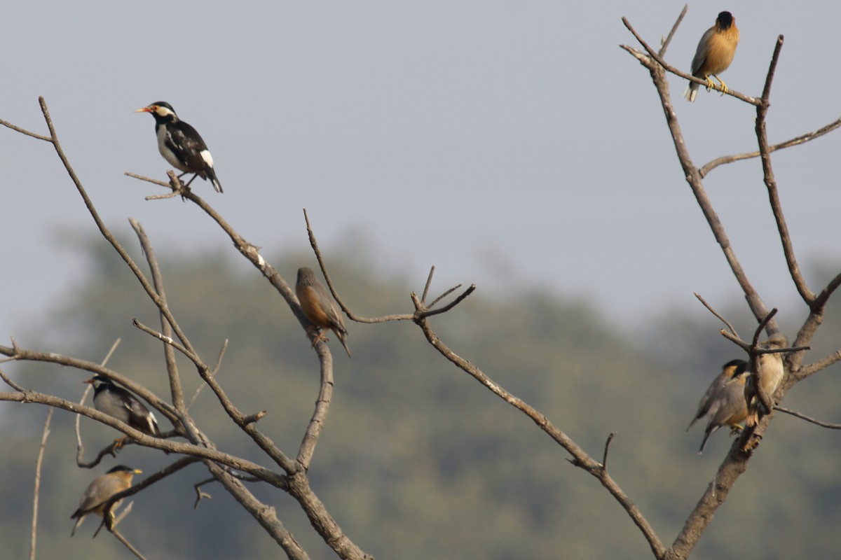 Indian Pied Starling - ML297619501