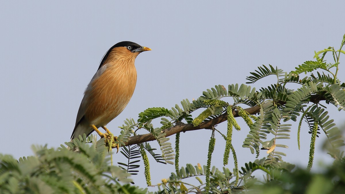 Brahminy Starling - ML297619581