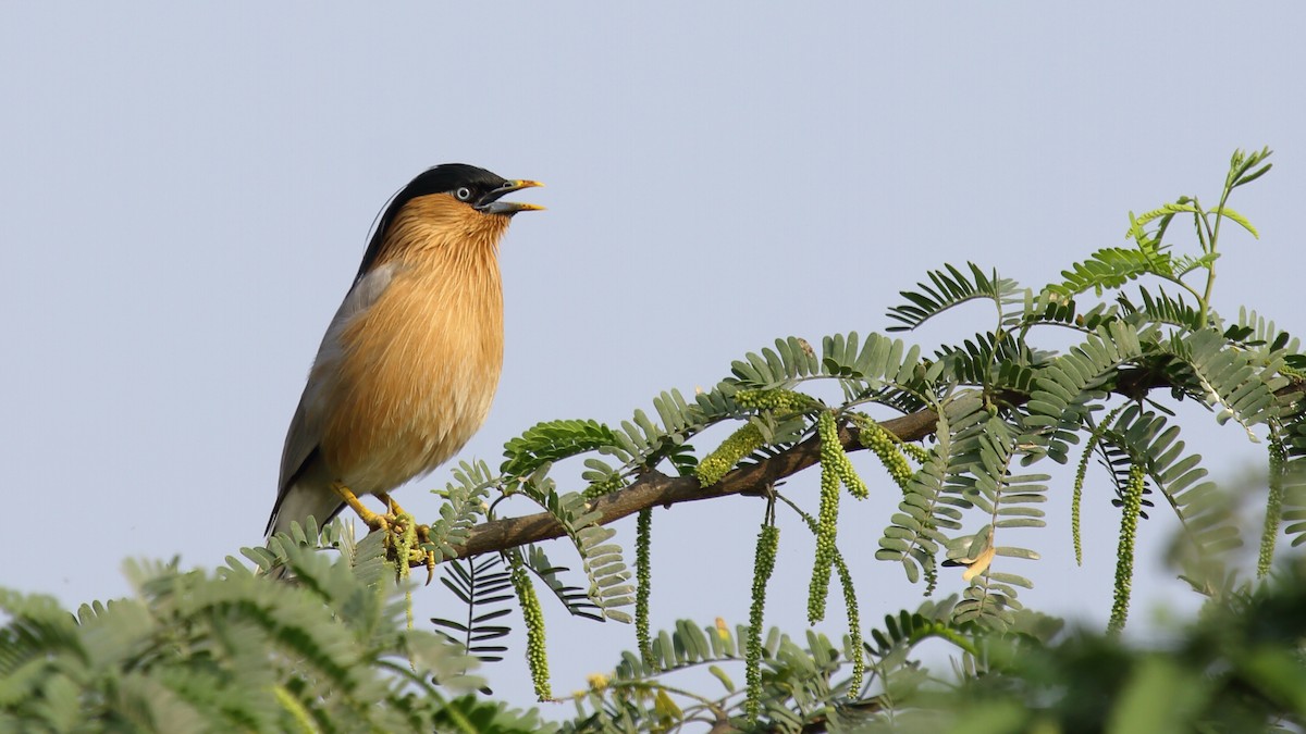 Brahminy Starling - ML297619591