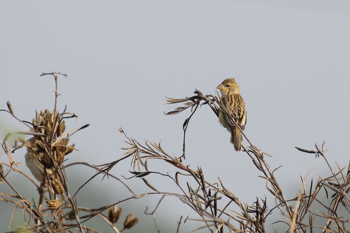 Baya Weaver - ML297619741