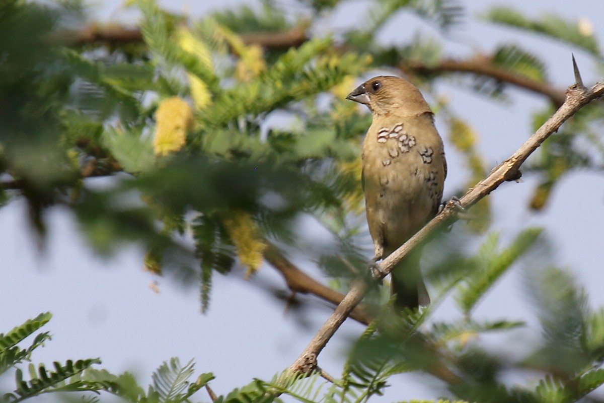 Scaly-breasted Munia - ML297619781