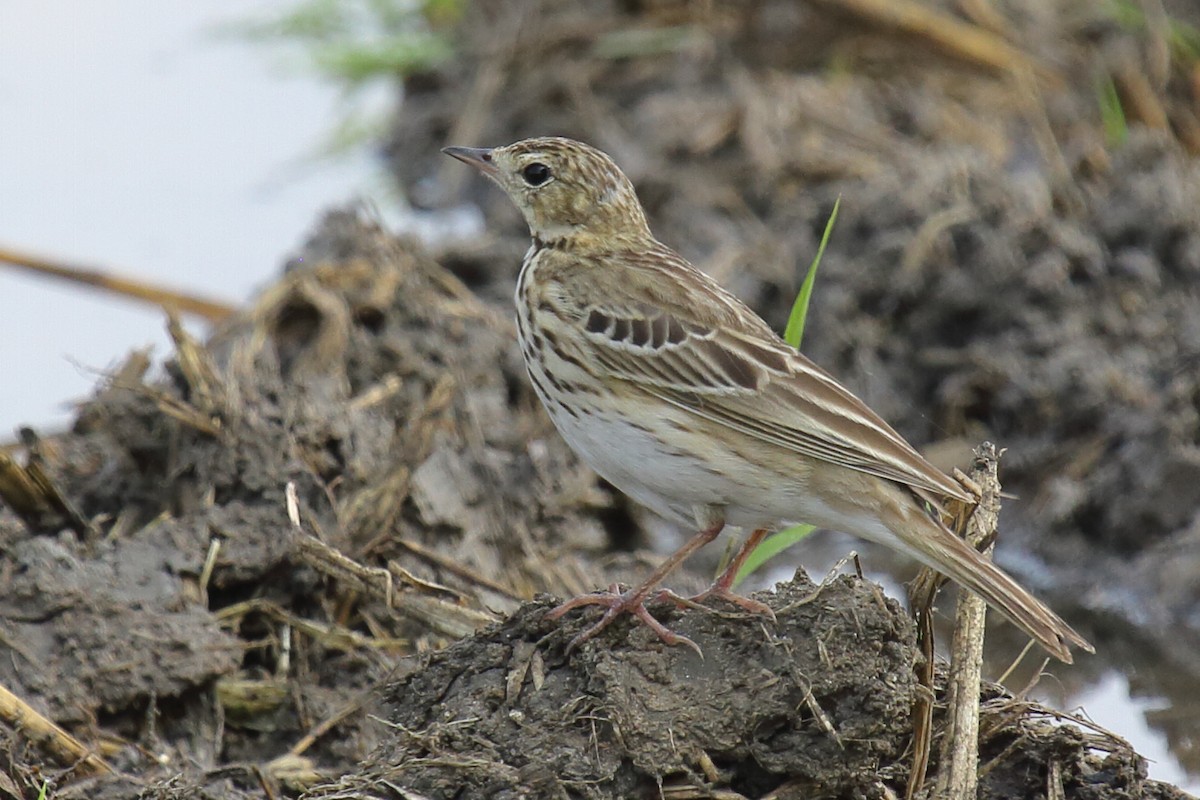 Tree Pipit - ML297619941