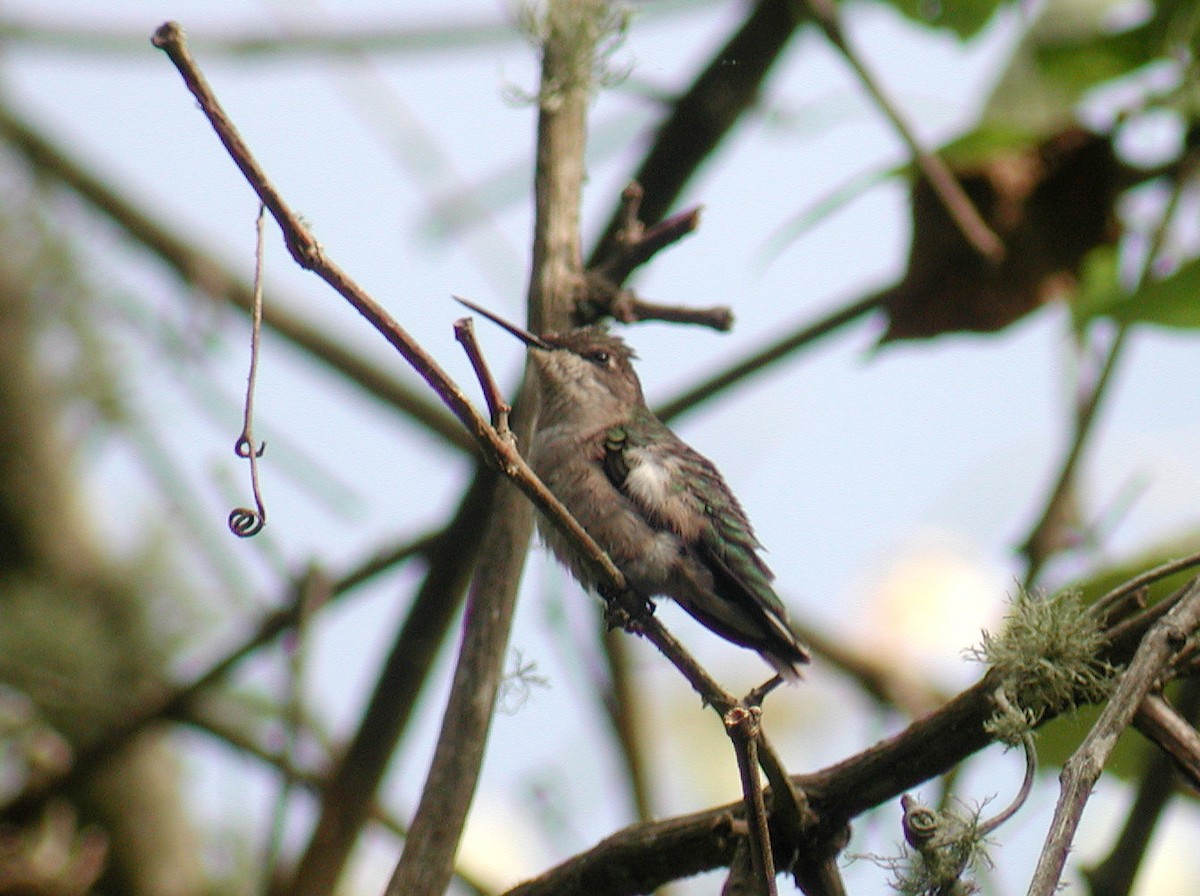 Ruby-throated Hummingbird - ML297619971