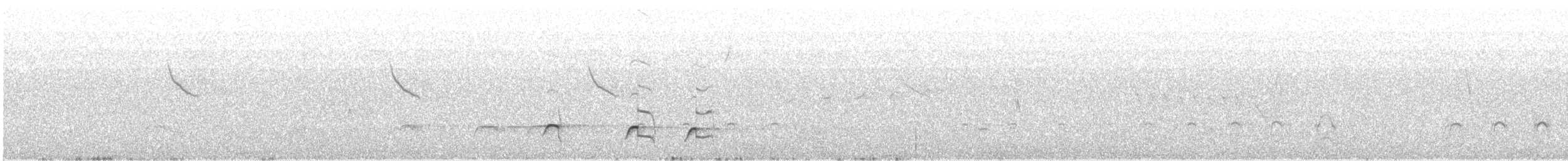 Grallaire ceinturée - ML297621161