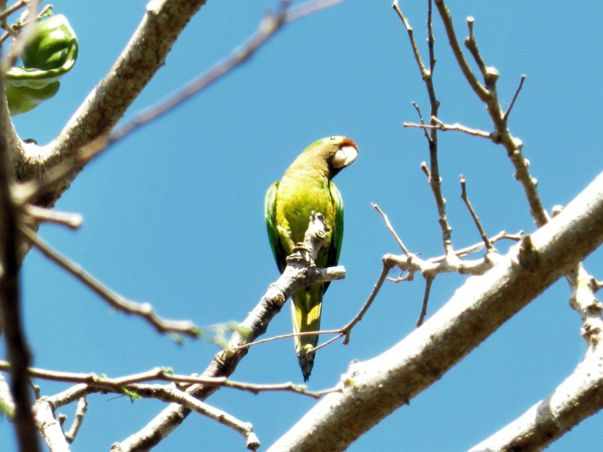 Orange-fronted Parakeet - Eugenio de Jesús Villanueva Franck