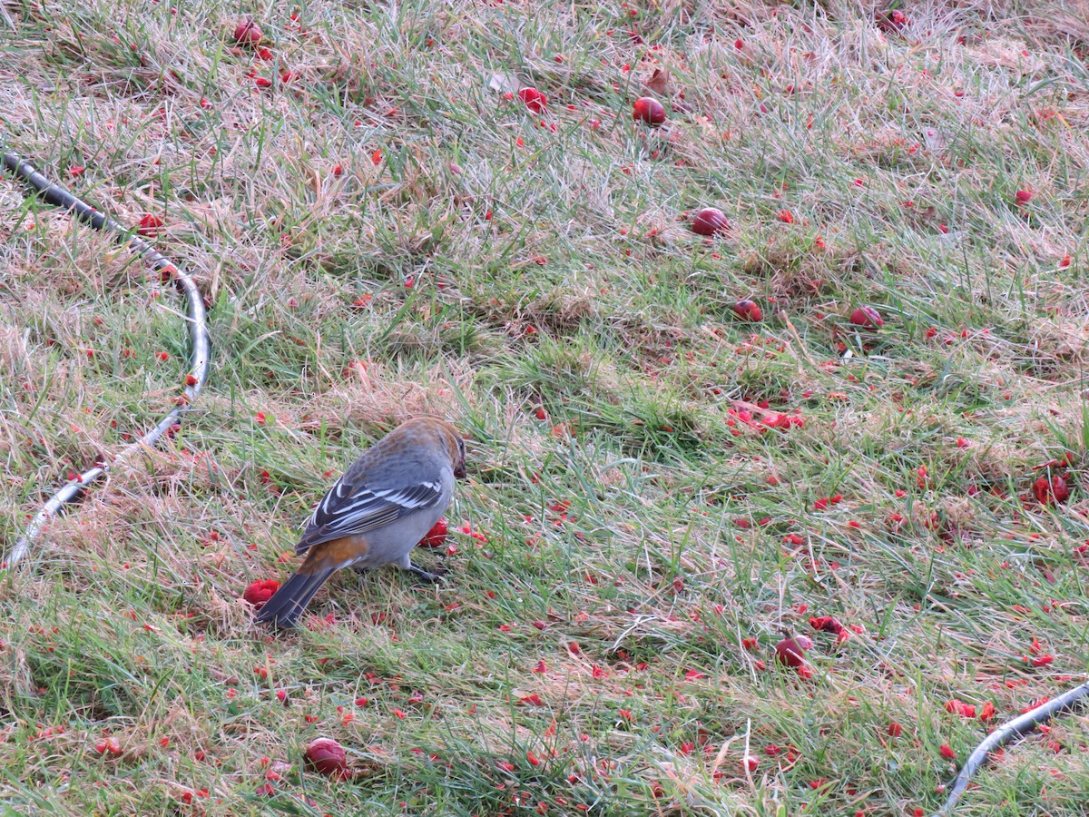 Pine Grosbeak - ML297623111