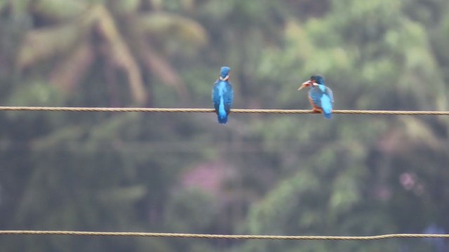 Common Kingfisher - ML297623271