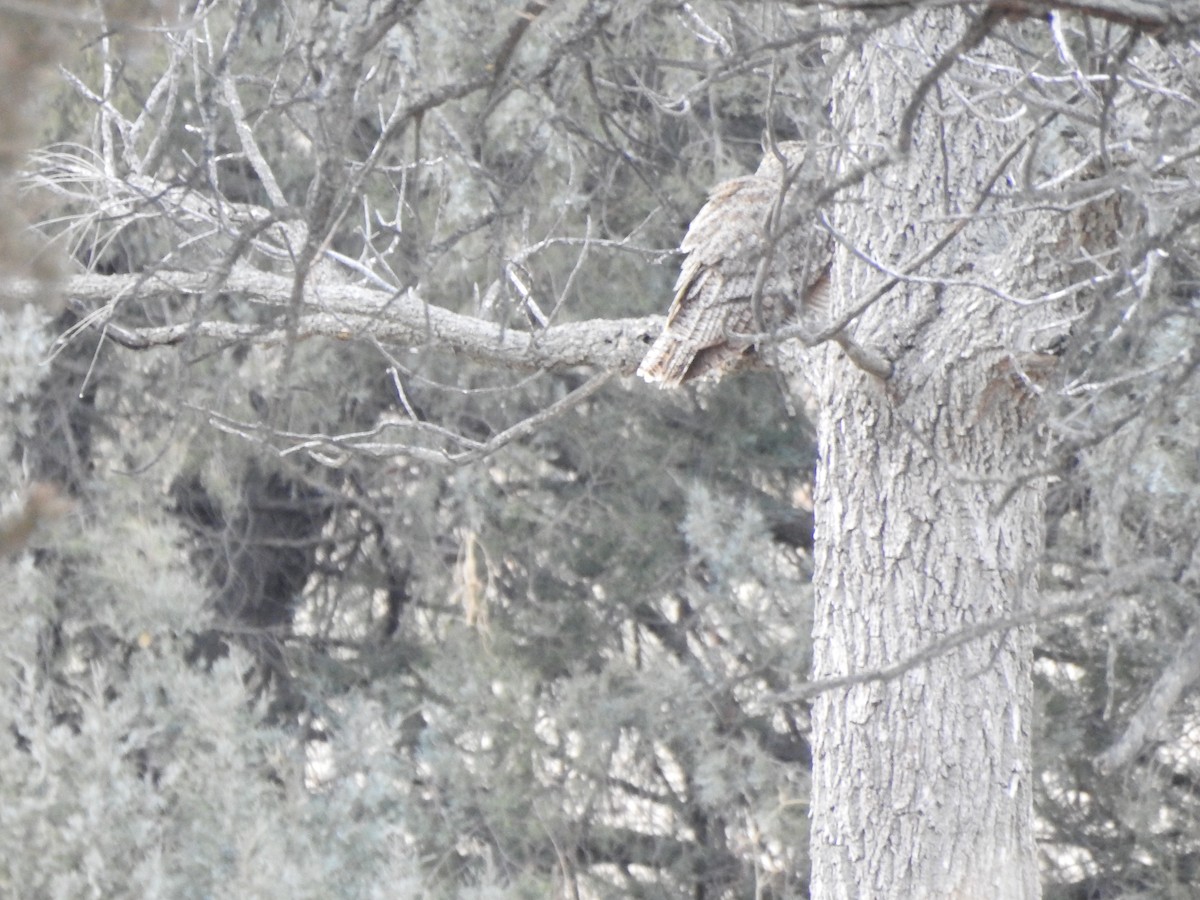 Great Horned Owl - ML297624311