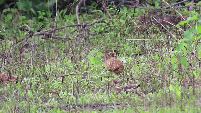 Barred Buttonquail - ML297626351