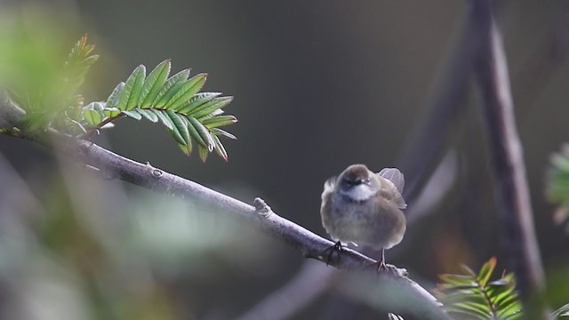 West Himalayan Bush Warbler - ML297626651