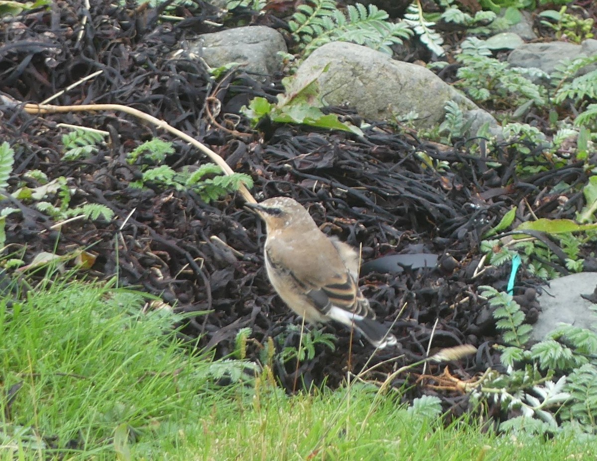 Northern Wheatear - ML297626691