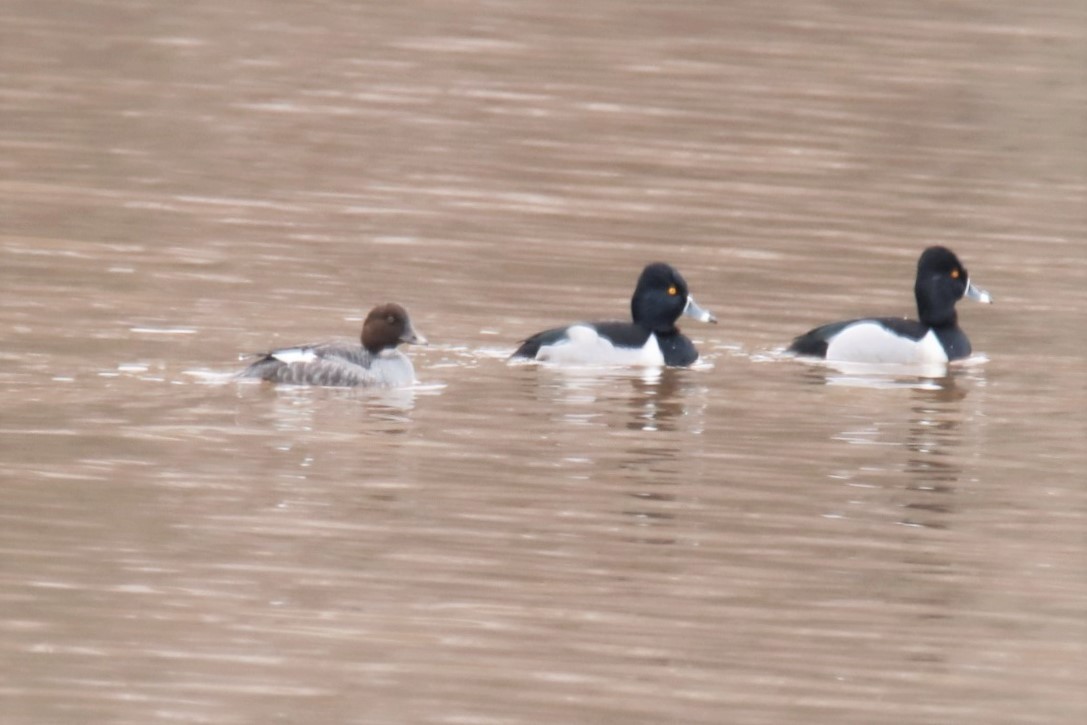 Common Goldeneye - ML297627781
