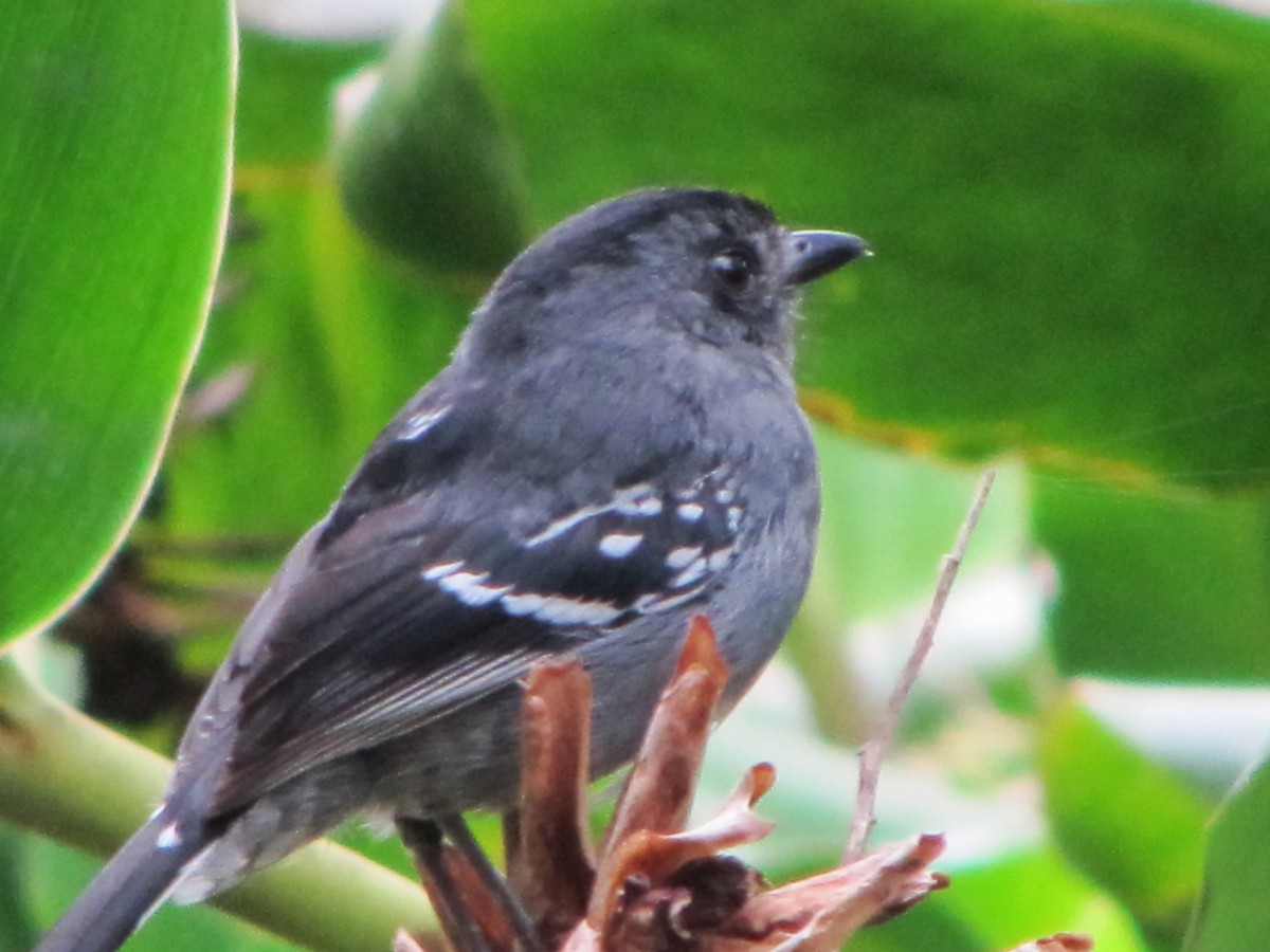 Variable Antshrike - ML297628161