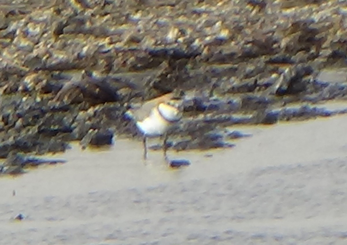 Chestnut-banded Plover - Amiel Hopkins