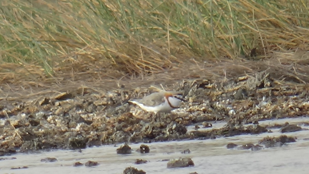 Chestnut-banded Plover - ML297628901