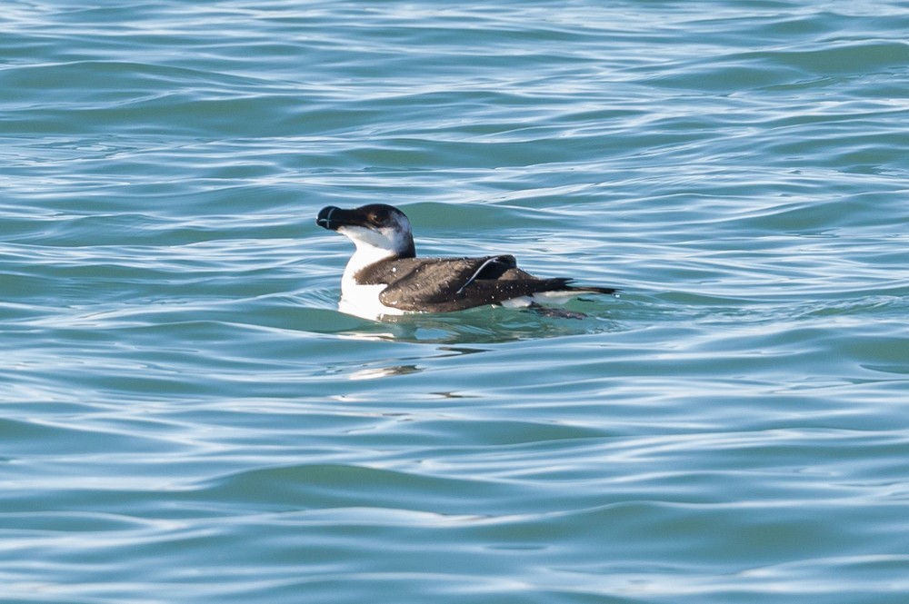 Razorbill - ML297631031