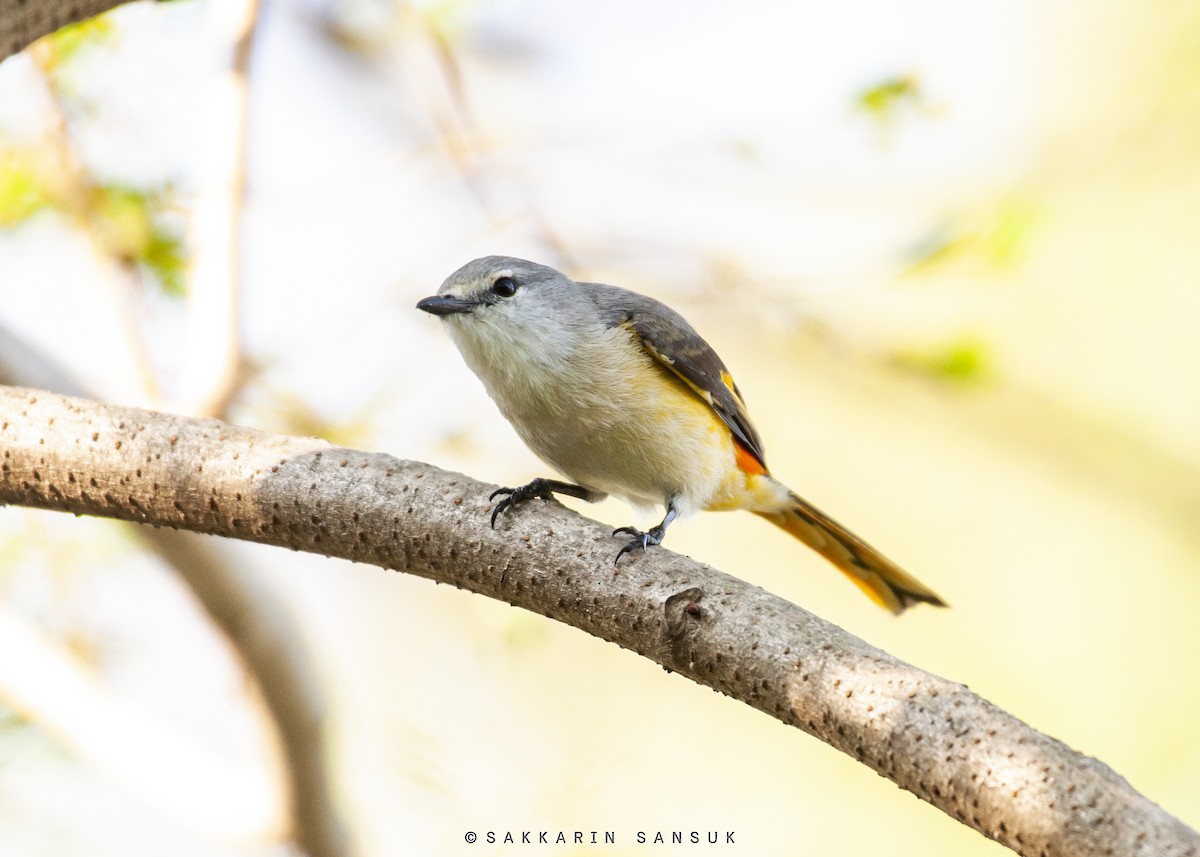 Small Minivet - Sakkarin Sansuk