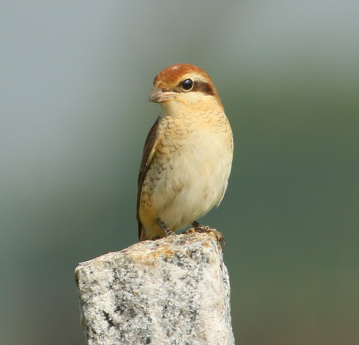 Brown Shrike - ML297633831