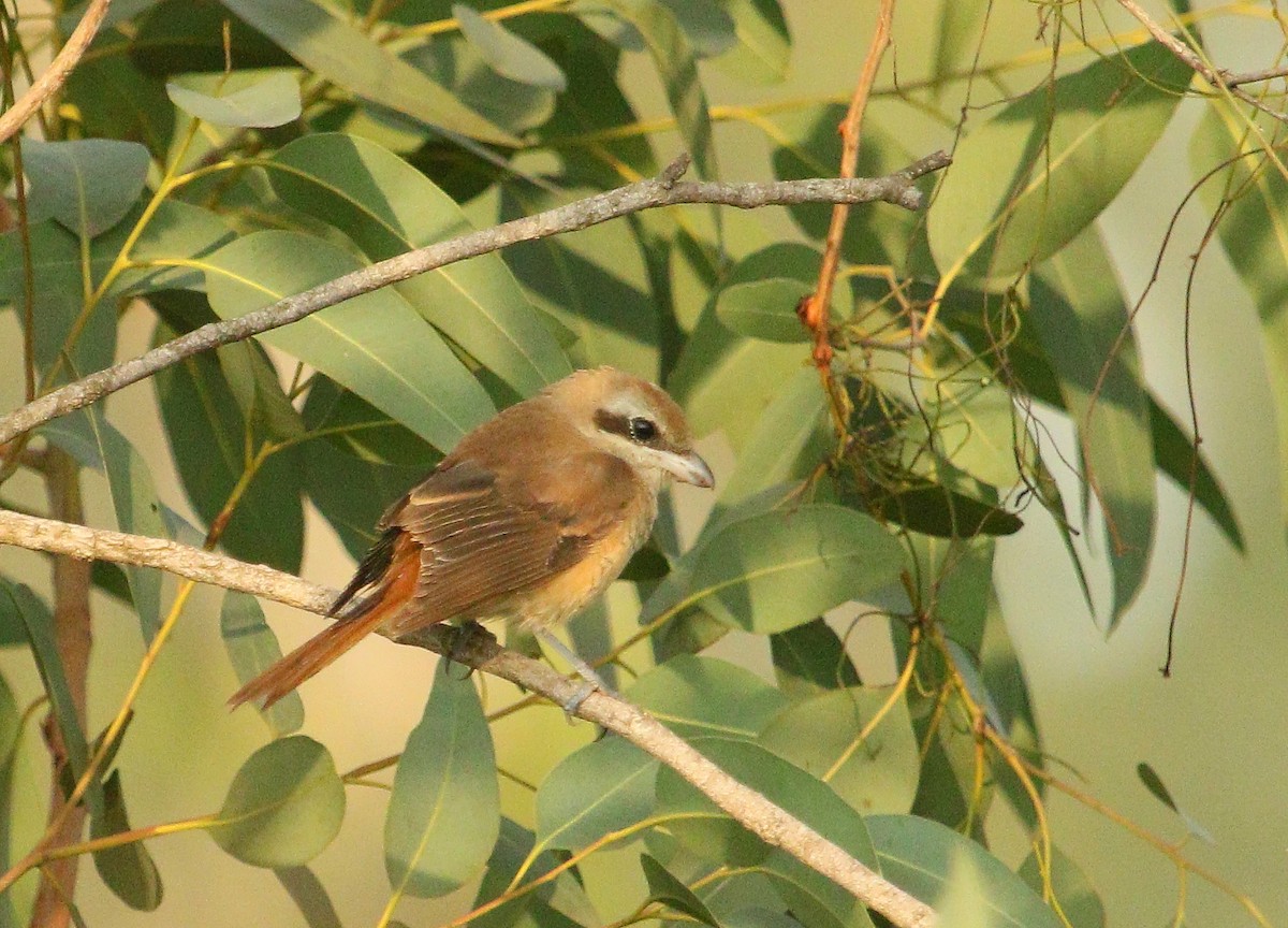 Brown Shrike - ML297633851