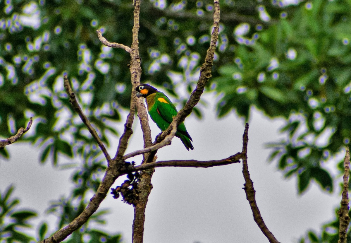 Orange-cheeked Parrot - ML297633871