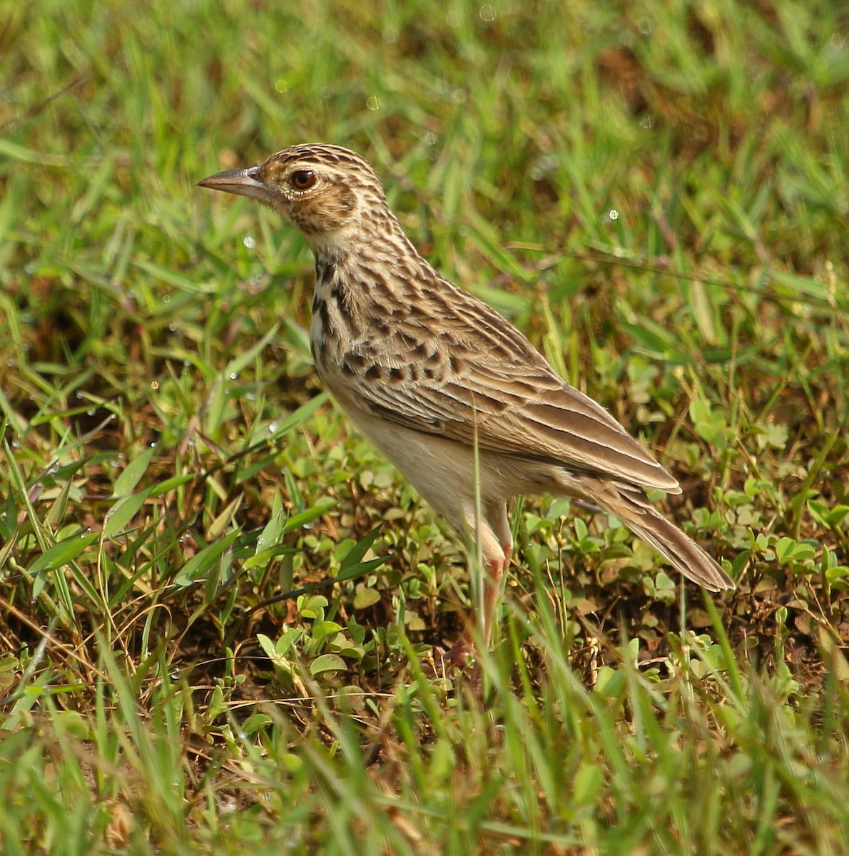 Oriental Skylark - ML297633911