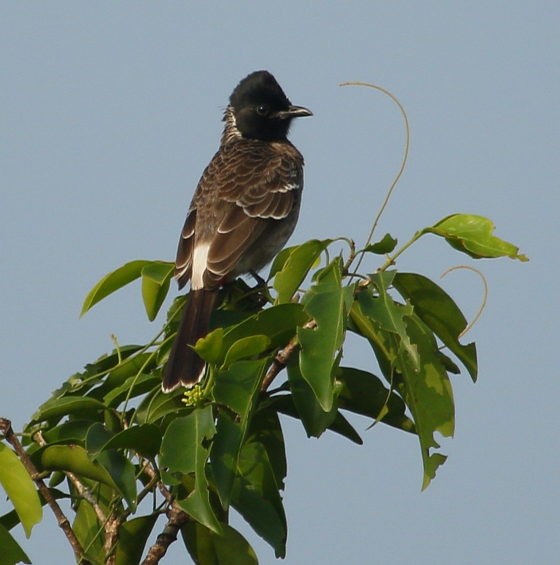Red-vented Bulbul - ML297633961