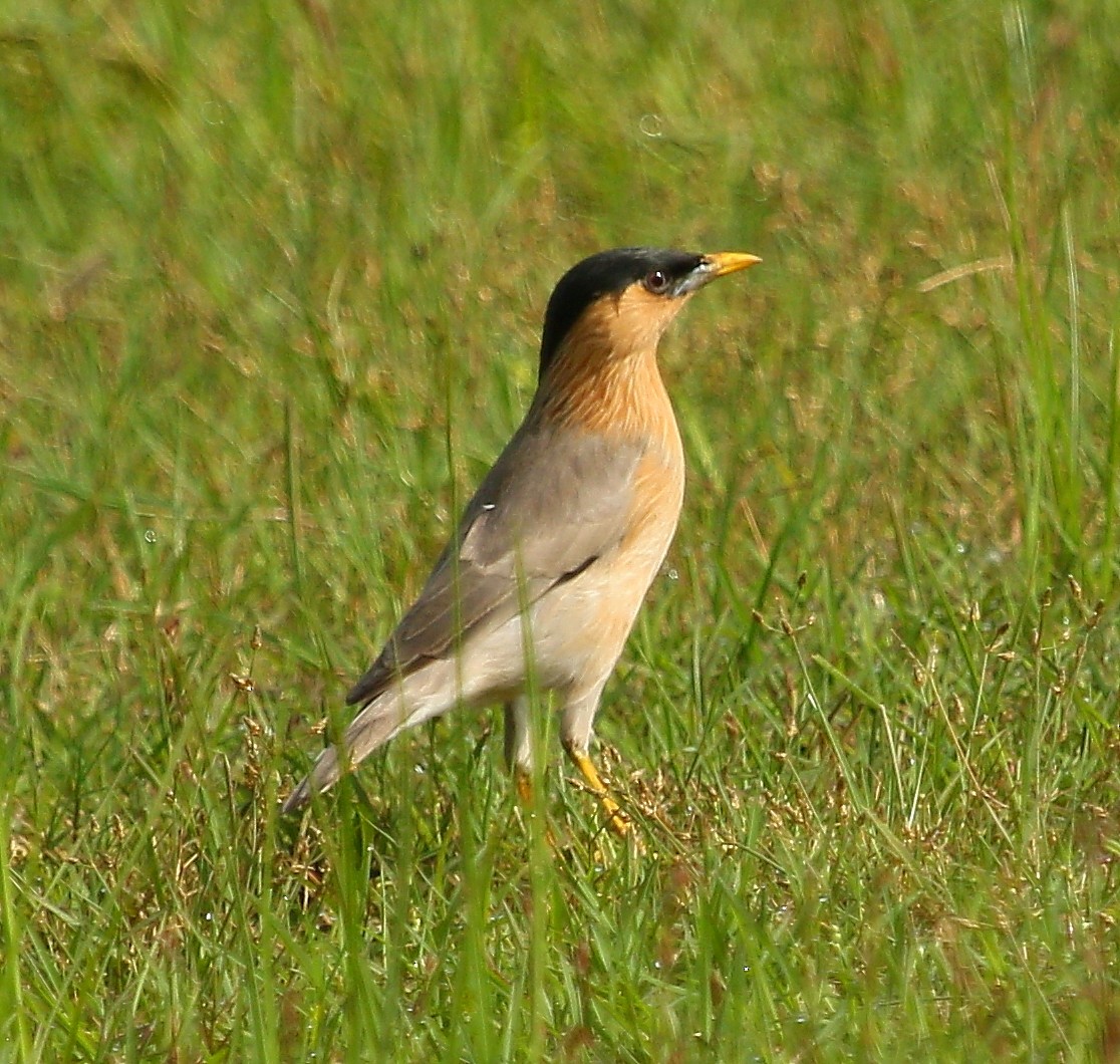 Brahminy Starling - ML297634021