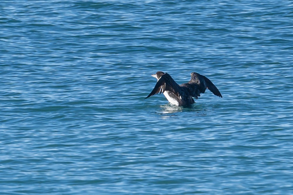 Common Loon - ML297634391