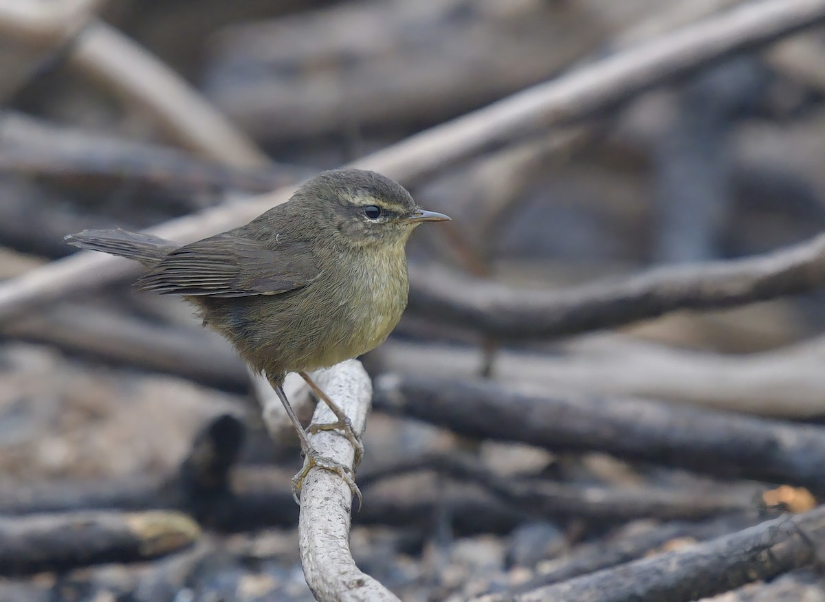 Smoky Warbler - ML297635071