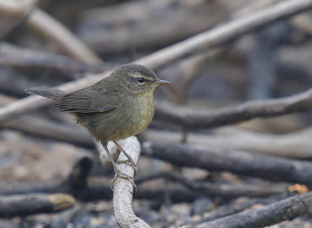 Smoky Warbler - Rofikul Islam