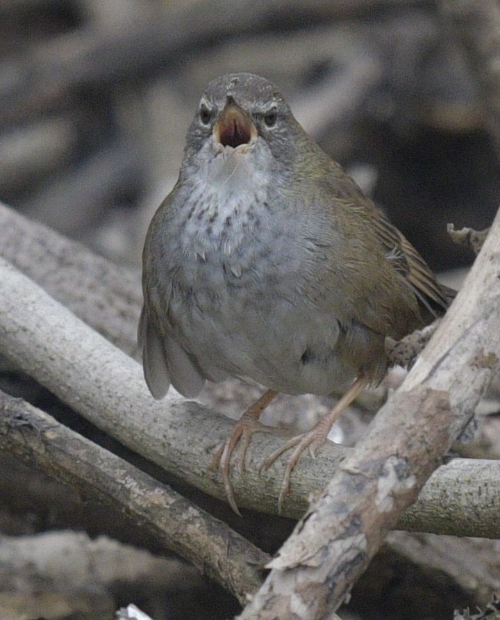 Spotted Bush Warbler - ML297636501