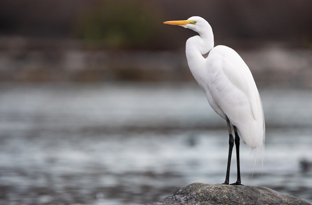 Great Egret - ML297637101