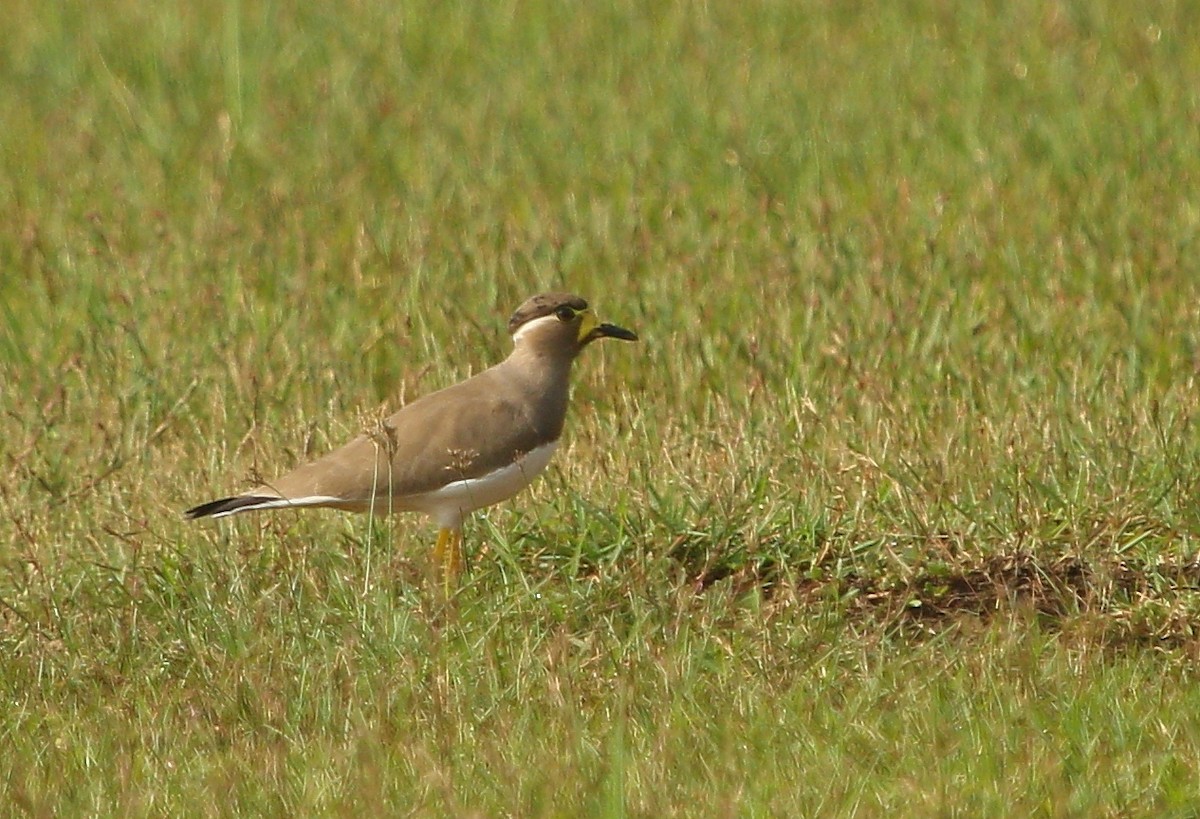 Yellow-wattled Lapwing - ML297639841