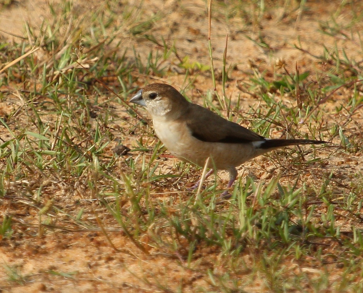 Indian Silverbill - ML297639871