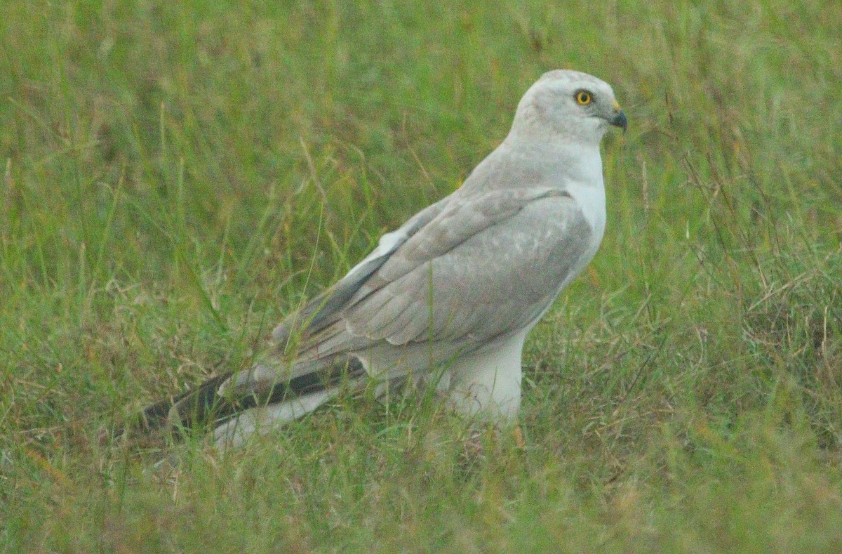 Pallid Harrier - ML297640001