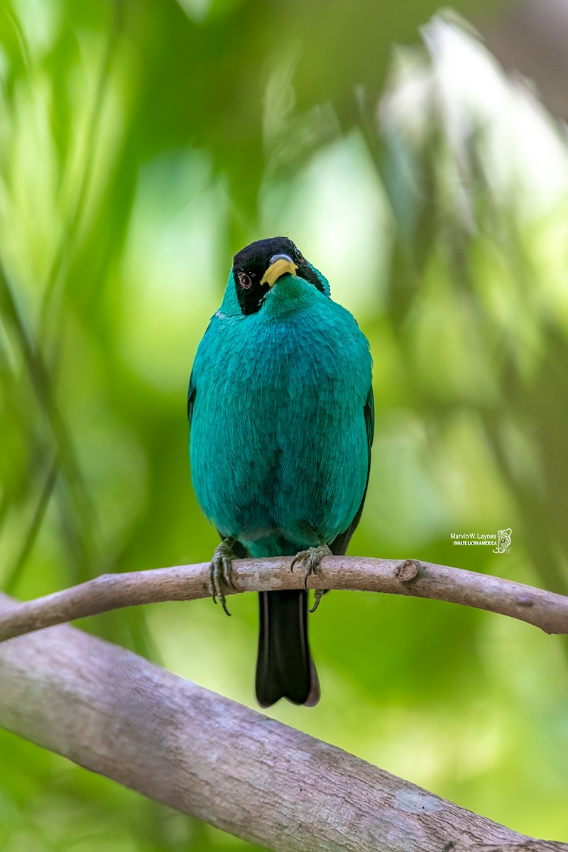 Green Honeycreeper - ML297640811