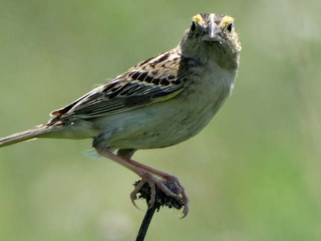 Grasshopper Sparrow - ML29764141