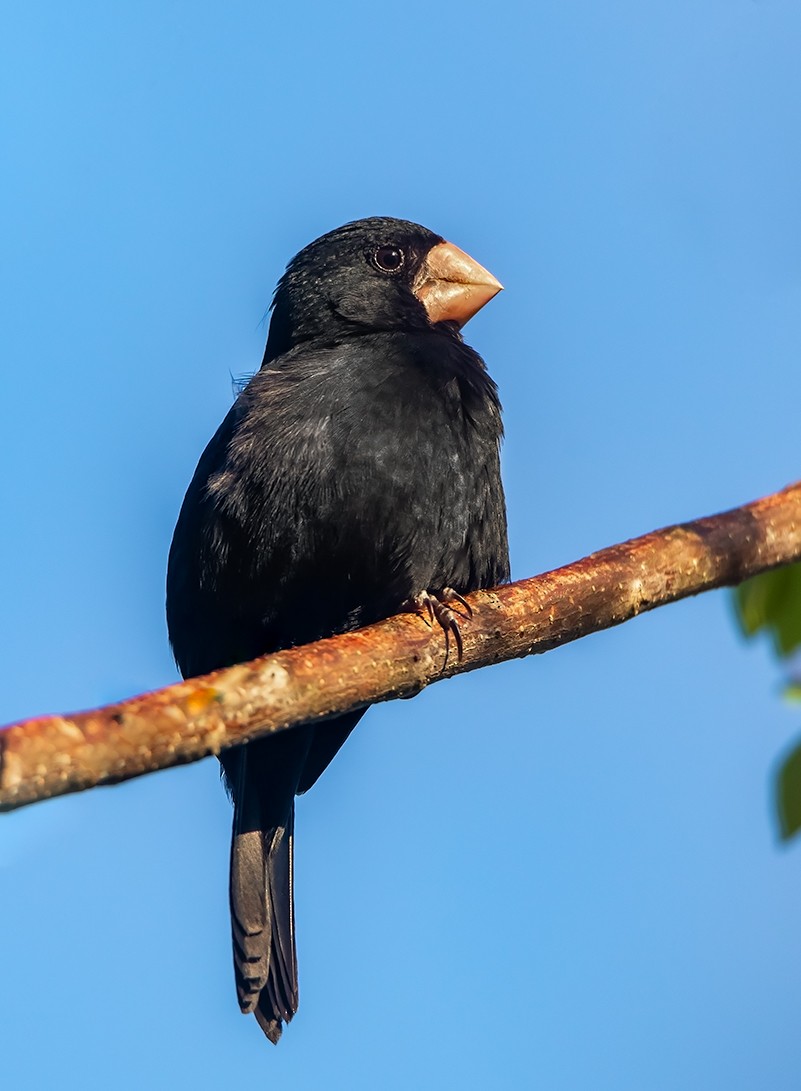 Nicaraguan Seed-Finch - ML297641581