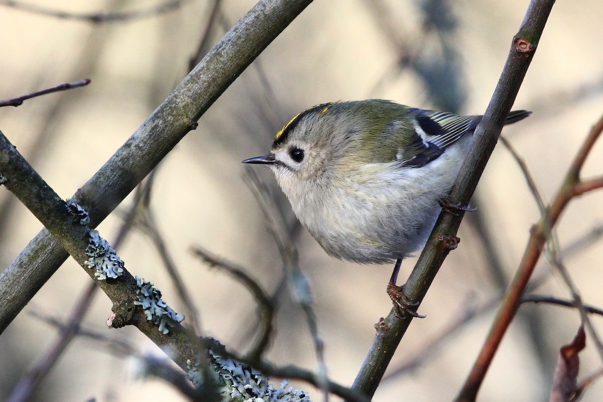 Goldcrest - ML297642751