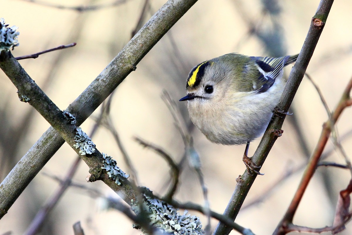 Goldcrest - Wojciech Janecki