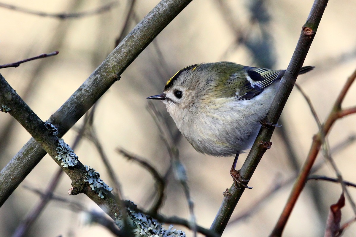 Goldcrest - ML297642781